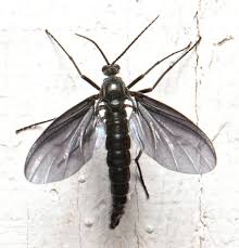 Attēlu rezultāti vaicājumam “Sciaridae”