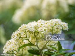 Attēlu rezultāti vaicājumam “Spiraea chamaedryfolia flower”