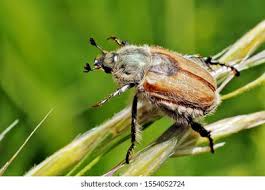 Attēlu rezultāti vaicājumam “Amphimallon solstitiale imago”