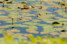 Attēlu rezultāti vaicājumam “Nuphar lutea leaf”