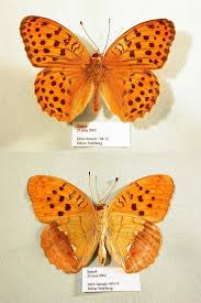 Attēlu rezultāti vaicājumam “Argynnis laodice female”