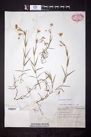 Attēlu rezultāti vaicājumam “Stellaria holostea”