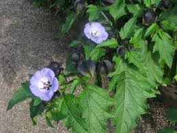 Attēlu rezultāti vaicājumam “Nicandra physalodes”