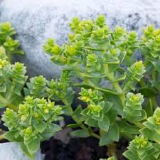 Attēlu rezultāti vaicājumam “Honckenya peploides fruit”