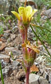 Attēlu rezultāti vaicājumam “Saxifraga hirculus flower”