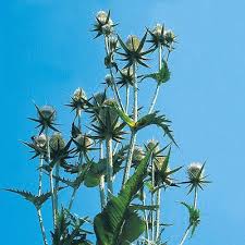 Image result for Dipsacus laciniatus