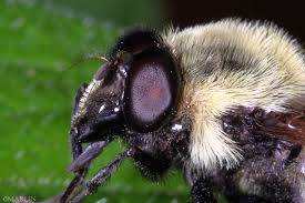 Attēlu rezultāti vaicājumam “Volucella bombylans”