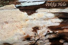 Attēlu rezultāti vaicājumam “Sidera lenis”