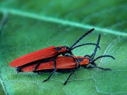 Attēlu rezultāti vaicājumam “Lygistopterus sanguineus”