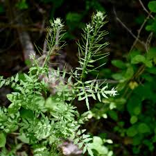 Attēlu rezultāti vaicājumam “Cardamine impatiens leaf”