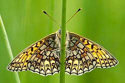 Attēlu rezultāti vaicājumam “Boloria eunomia underside”
