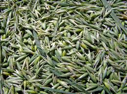 Attēlu rezultāti vaicājumam “Avena sativa fruit”