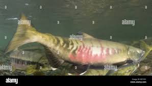 Image result for Oncorhynchus keta