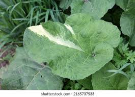 Attēlu rezultāti vaicājumam “Arctium lappa leaf”