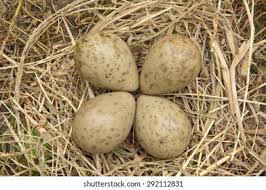 Attēlu rezultāti vaicājumam “Gallinago gallinago eggs”