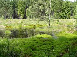 Attēlu rezultāti vaicājumam “Moerckia hibernica”
