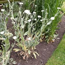 Image result for Lychnis coronaria alba