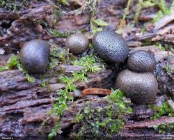 Attēlu rezultāti vaicājumam “Lycogala ustulatum macro”