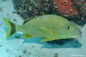 Image result for Haemulon sciurus