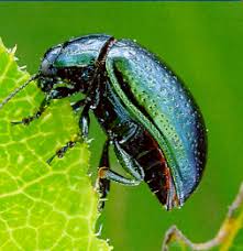 Attēlu rezultāti vaicājumam “Adoxus obscurus”
