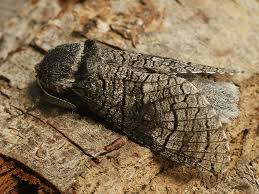 Attēlu rezultāti vaicājumam “Lamellocossus terebra”