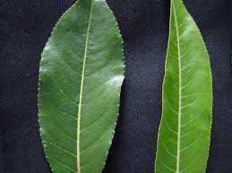 Attēlu rezultāti vaicājumam “Salix daphnoides leaf”