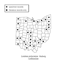Attēlu rezultāti vaicājumam “Leskea polycarpa”