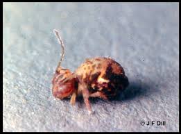 Attēlu rezultāti vaicājumam “Symphypleona”