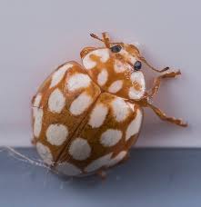 Attēlu rezultāti vaicājumam “Sospita vigintiguttata”