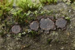 Attēlu rezultāti vaicājumam “Biscogniauxia granmoi”