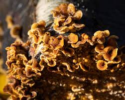 Attēlu rezultāti vaicājumam “Stereum hirsutum”