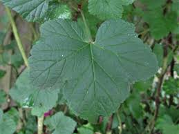 Attēlu rezultāti vaicājumam “Ribes rubrum leaf”