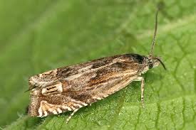 Attēlu rezultāti vaicājumam “Eucosma aspidiscana”