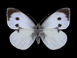 Attēlu rezultāti vaicājumam “Pieris brassicae female”