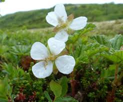 Attēlu rezultāti vaicājumam “Rubus chamaemorus flower”