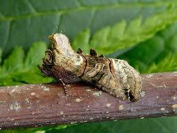 Attēlu rezultāti vaicājumam “Abrostola tripartita”