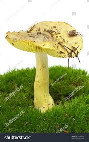 Attēlu rezultāti vaicājumam “Tricholoma flavovirens”