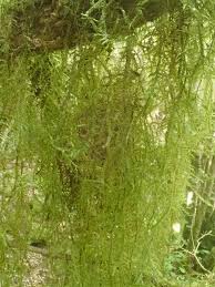 Attēlu rezultāti vaicājumam “Campyliadelphus elodes”