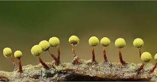 Attēlu rezultāti vaicājumam “Cribraria atrofusca macro”