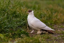 Attēlu rezultāti vaicājumam “Columba livia f. domestica adult”