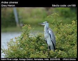 Attēlu rezultāti vaicājumam “Ardea cinerea adult”