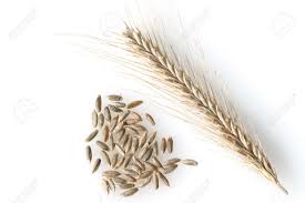 Image result for Secale cereale