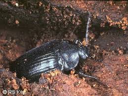 Attēlu rezultāti vaicājumam “Prionychus ater”