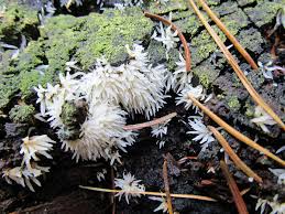 Attēlu rezultāti vaicājumam “Mucronella bresadolae”