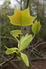 Attēlu rezultāti vaicājumam “Liriodendron tulipifera leaf”