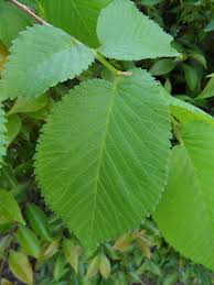 Attēlu rezultāti vaicājumam “Ulmus x hollandica leaf”