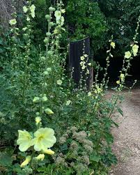 Image result for Alcea rugosa