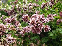 Image result for Origanum majorana