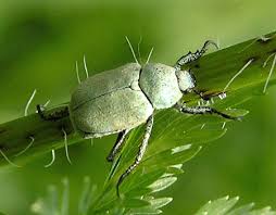 Attēlu rezultāti vaicājumam “Hoplia parvula”