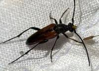 Attēlu rezultāti vaicājumam “Stenurella melanura”